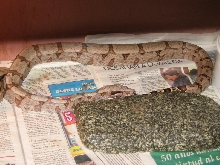 Amarali female boa