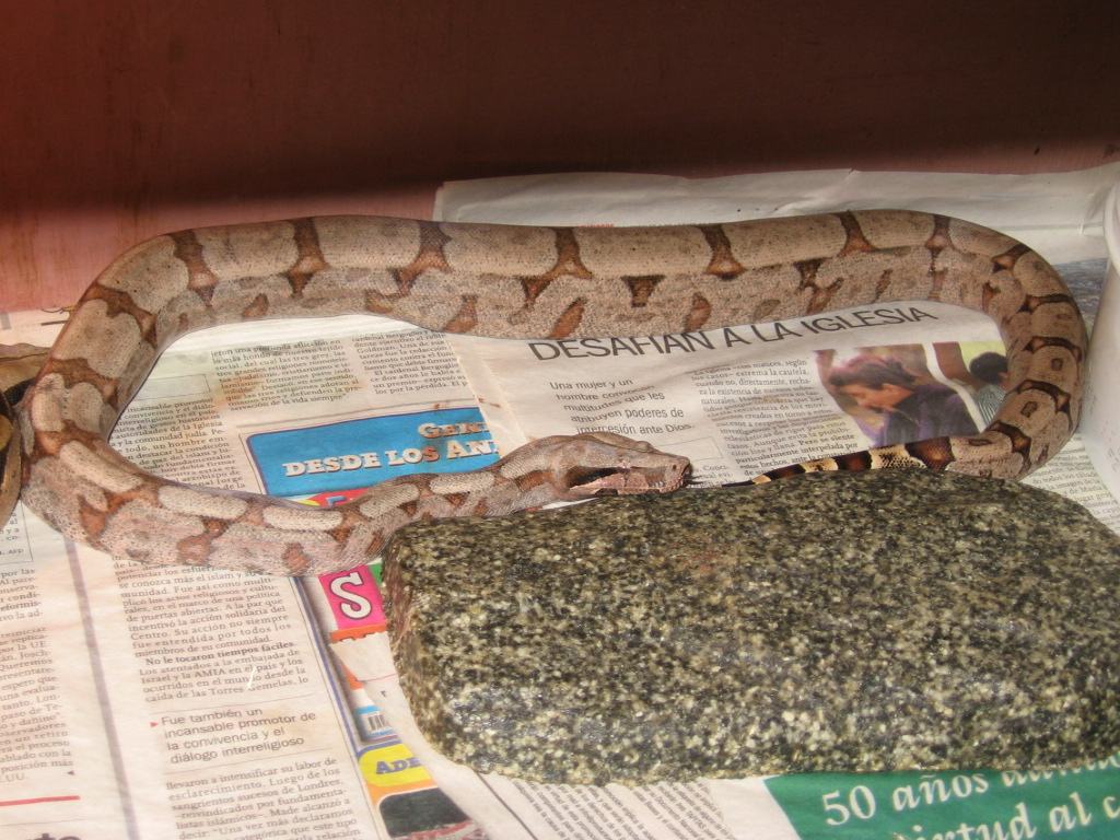 Amarali female boa