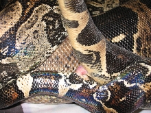 Imperator constrictor boas breeding