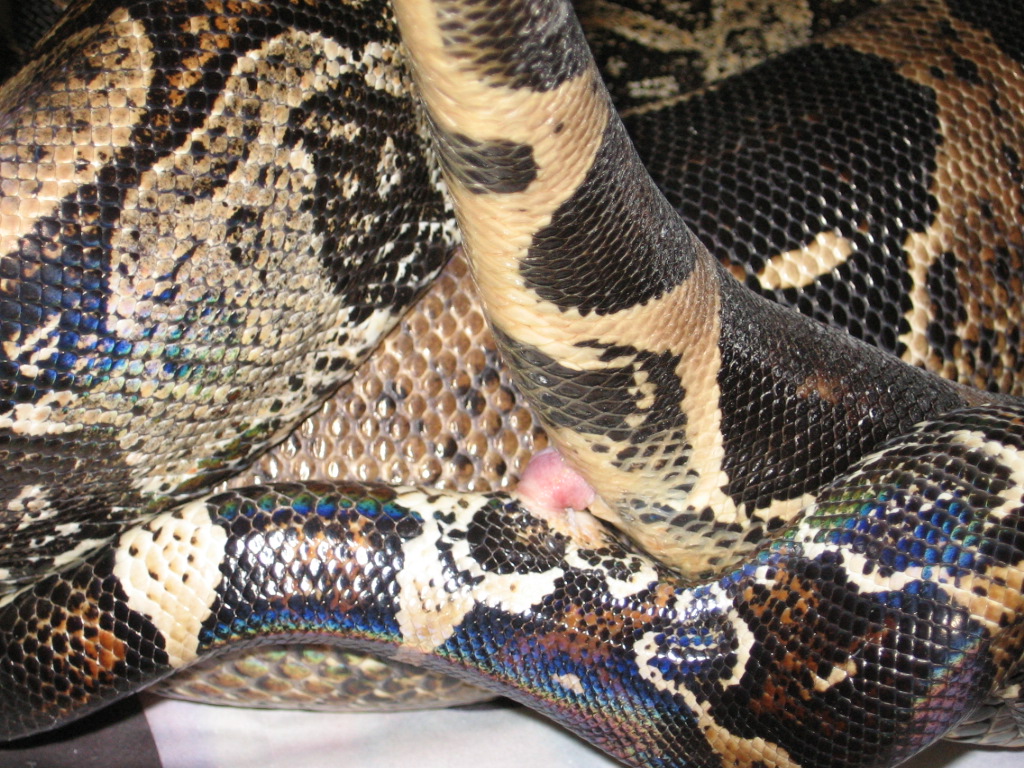 Imperator constrictor boas breeding
