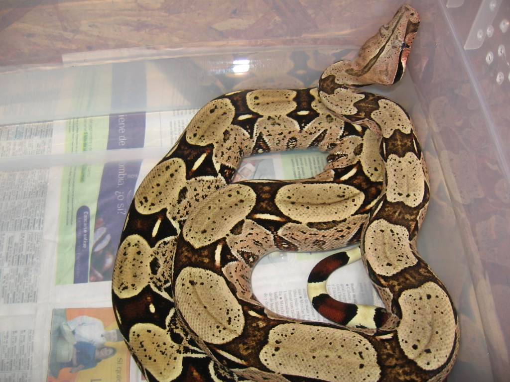 Other Suriname Female Boa