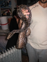 Occidentalis Constrictor Boa
