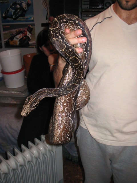 Occidentalis Constrictor Boa