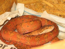 Hortulanus orange