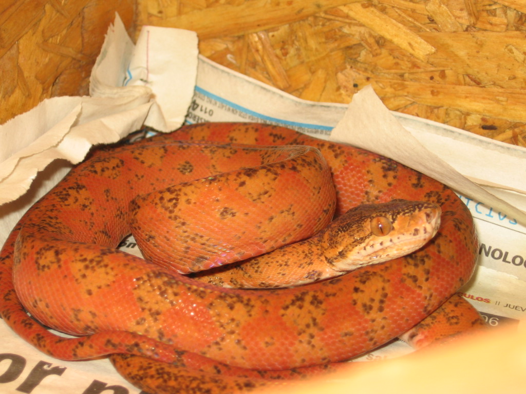 Hortulanus orange