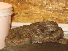Male hogg island boa