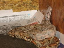 Female hogg island boa