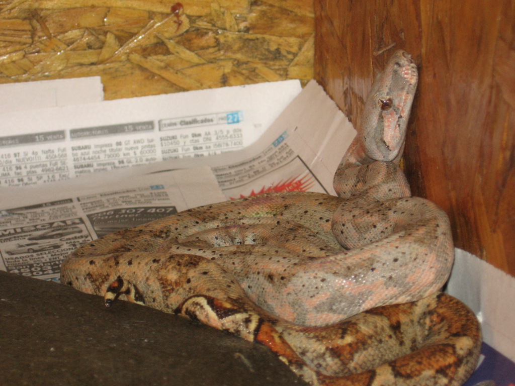 Female hogg island boa