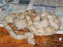 MY PAIR HOGG ISLAND BOA