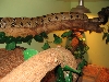 Boa C. Imperator female on her cage