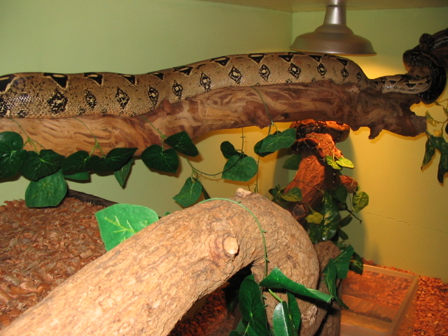 Boa C. Imperator female on her cage