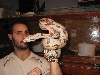 Red tail Boa female
