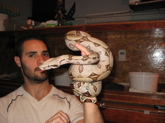 Red tail Boa female