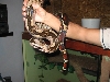 Streped Constrictor Constrictor Boa