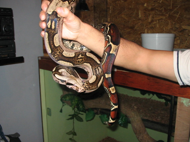 Streped Constrictor Constrictor Boa