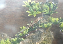 wall lizard