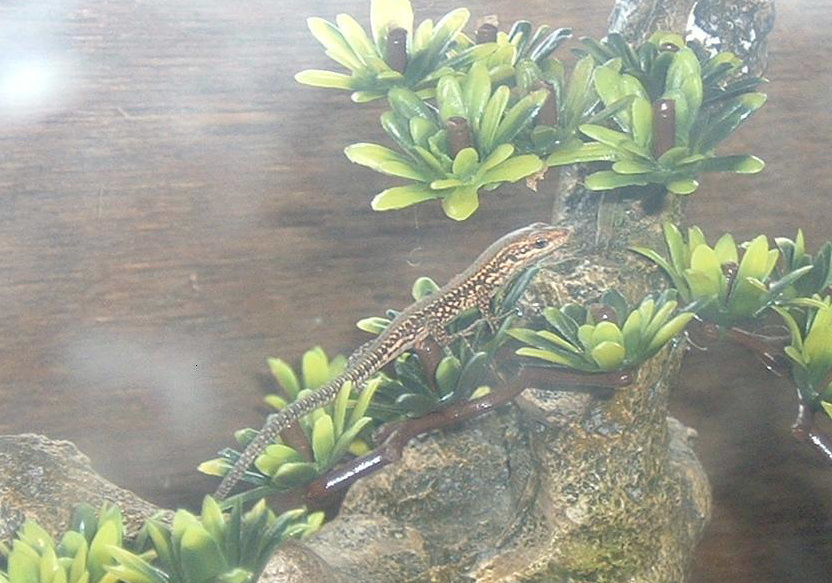 wall lizard
