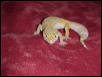 Albino 2