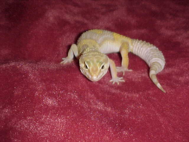 Albino 2