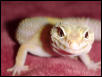 Albino 1