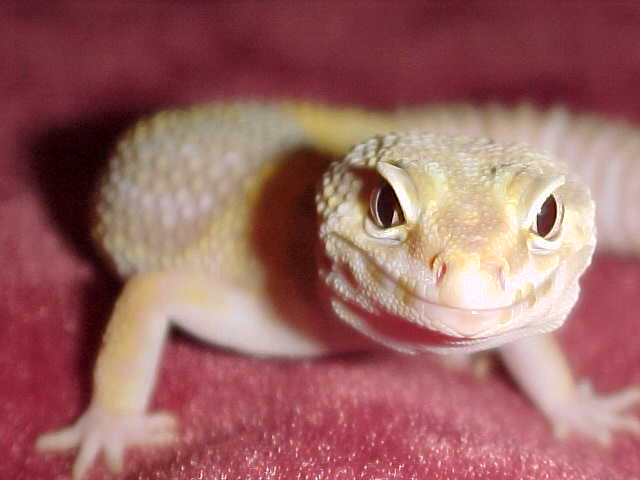 Albino 1