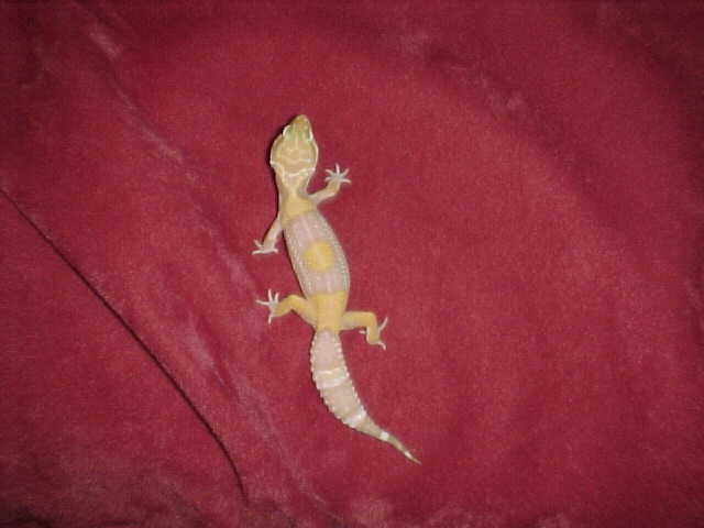 Albino 3