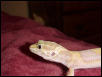 Albino 4