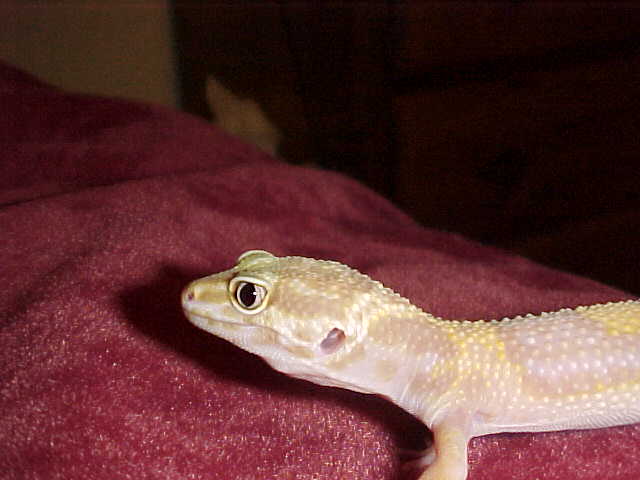Albino 4
