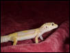 Albino 5