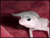 Blizzard Leo