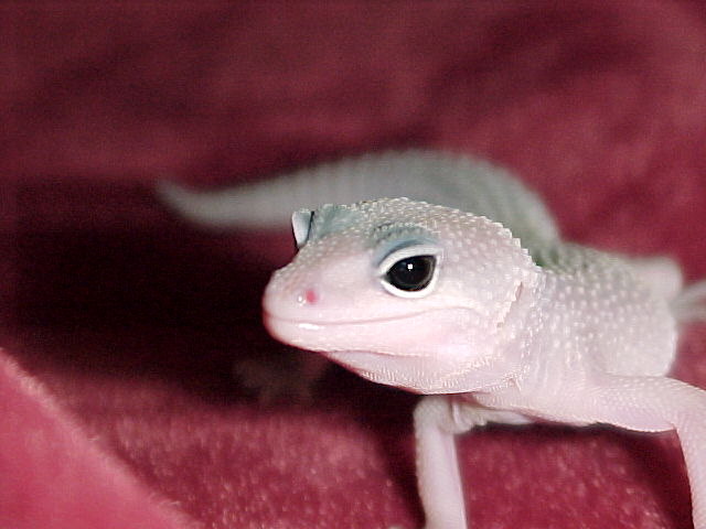 Blizzard Leo