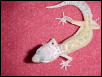 Patternless 1