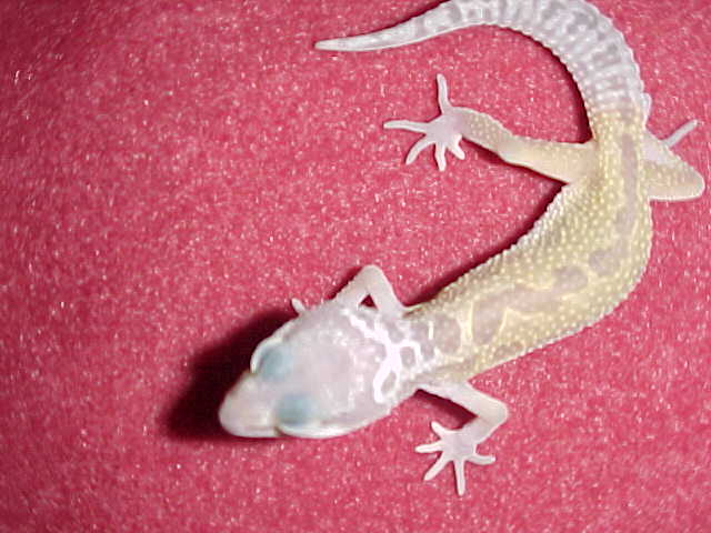 Patternless 1