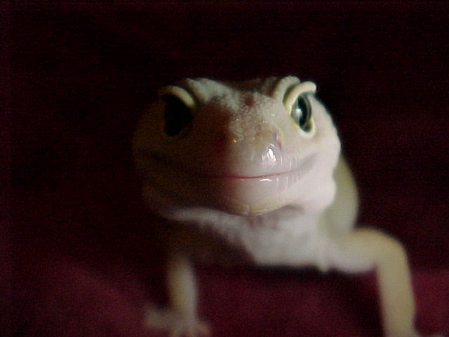 Patternless close-up