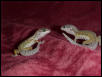 Babies