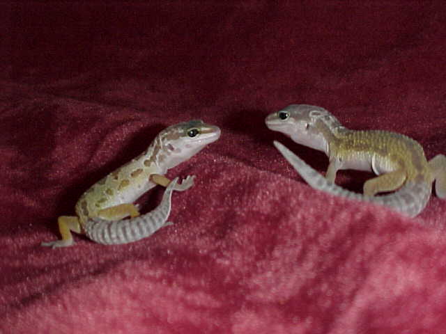 Babies