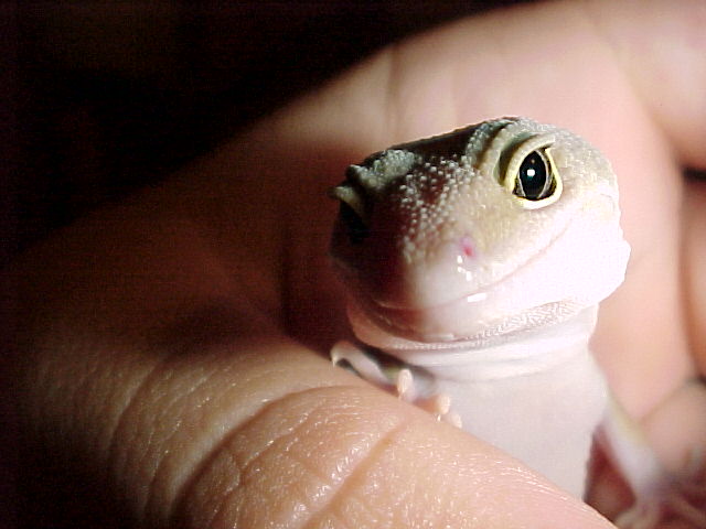 Patternless on hand