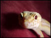 Albino close-up