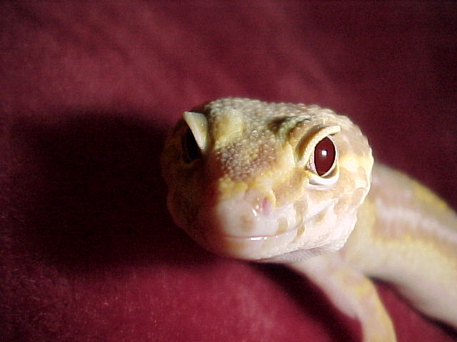 Albino close-up