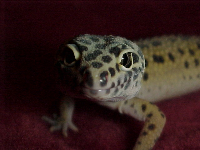 Aisling close-up