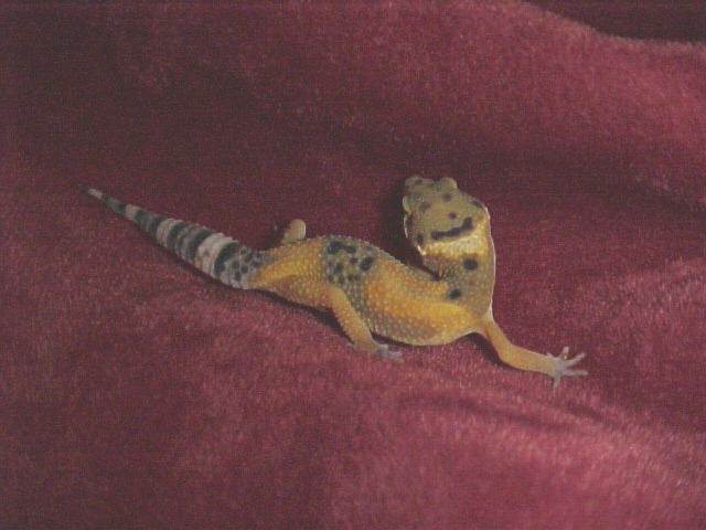 Brighter hypo
