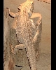 Bearded Dragon