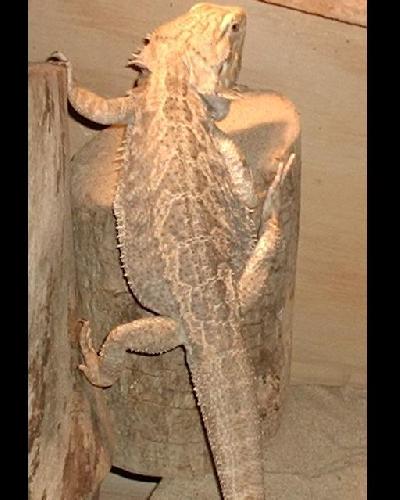 Bearded Dragon
