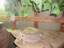 Bearded Dragon
