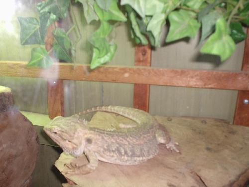 Bearded Dragon