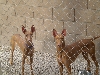 Shikk and Story out in the kennel run