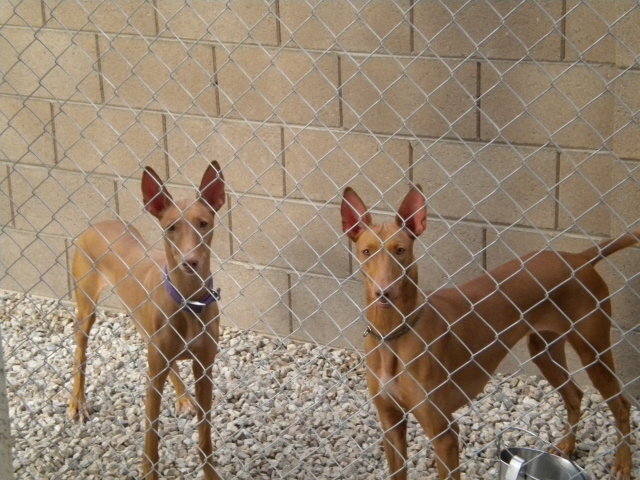 Shikk and Story out in the kennel run