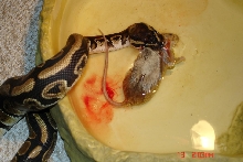 love the blood