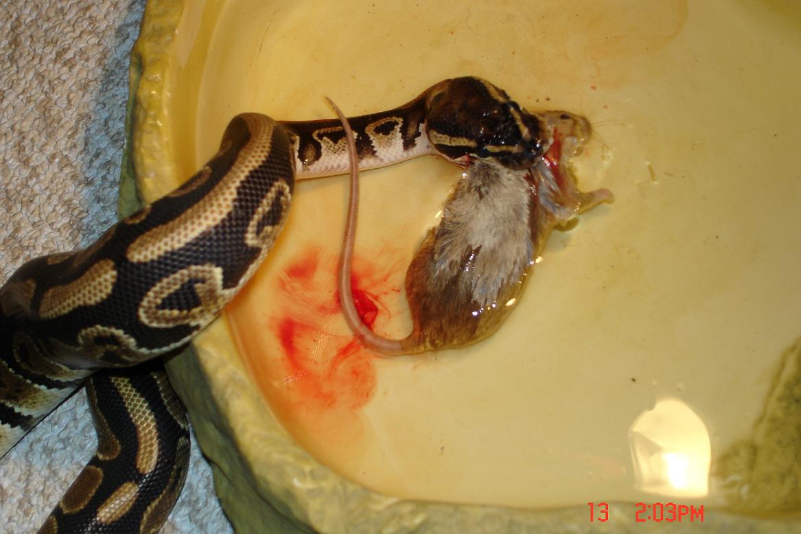 love the blood