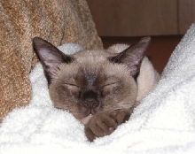 enough with the flash already!